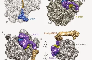 Białko budowane bez mRNA