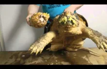 Żółw jedzenia ananasa
