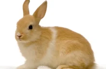 O czym powinieneś wiedzieć, jeśli chcesz mieć królika w domu