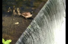 Goose Babies - Worst Mom of the Week...