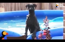 Przyłapany pies na zabawie w basenie.