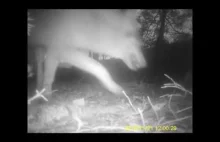 Wilki- nagranie z "skradzionej" fotopułapki- Drawieński Park Narodowy