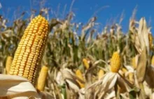 Złodzieje ukradli pole kukurydzy