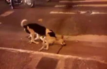 Pies próbuje chronić swojego poległego kompana