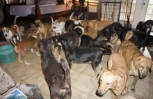 We własnym domu schroniła 97 psów przed huraganem Dorian.