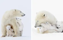 Sfotografowałem niesamowite niedźwiedzie polarne i młode na wolności