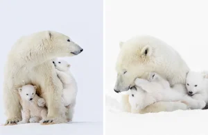 Sfotografowałem niesamowite niedźwiedzie polarne i młode na wolności