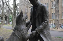 Osłonięto nowy posąg ku czci słynnego psa Hachiko