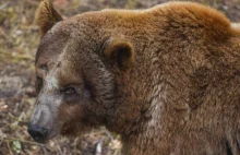 O poznańskiego niedźwiadka biją się zoo z całej Polski!