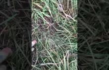 Złośliwy sąsiad /pułapka ukryta w trawie