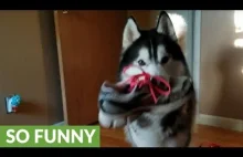 Husky wykłóca się o kradzież buta.