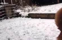 Psy bawiące się w śniegu