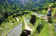 Spacer po tarasach ryżowych, świątyniach i kawa Luwak - Bali