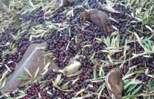Miliony ptaków giną w trakcie nocnych zbiorów oliwek. Są zabijane w...