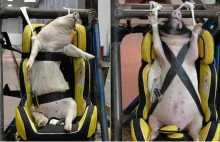 Żywe świnie wykorzystywane w crash testach. Ginęły w strasznych męczarniach
