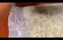 Larwy i mole spożywcze w ryżu (reakcja na wpis Biuny "tak wygląda ryż")
