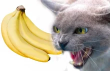 Kot i banan. Pamiętacie koty, które boją się ogórków? Futrzaki z bananami...