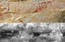 Odkryto najstarszy i najlepiej zachowany skamieniały układ nerwowy