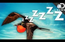 W jaki sposób ptaki śpią w czasie lotu.