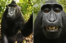 Już wiemy do kogo należą zdjęcia zrobione przez uśmiechniętego makaka.