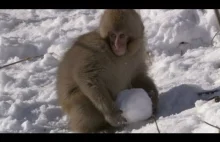 Makaki japońskie bawią się w śniegu. To chyba jedyne takie małpy.