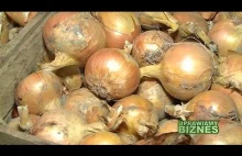 Wszystko o uprawie cebuli (część 1/2) - Uprawiamy Biznes