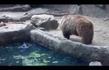 Niedźwiedź ratuje kruka przed utonięciem
