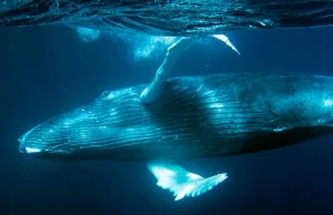 Japonia wraca do komercyjnych połowów wielorybów.