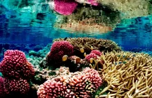 Ławice koralbotów naprawią rafy