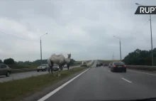 Zagubiony wielbłąd na autostradzie. To uciekinier z cyrku