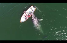spotkanie turystów z wielorybami nagrane dronem