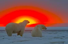 Niedźwiedzie polarne i przepiękny zachód słońca na Alasce.
