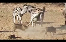 Afryka dzika... Zebra nokautuje młodego guźca