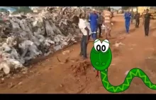 Mężczyzna złapał węża