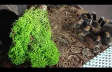 Feeding video! Karmienie 4 ptaszników!...