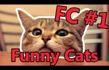 FC - Funny Cats #1