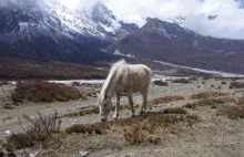 Piekarnia w Nepalu, czyli gdzie?