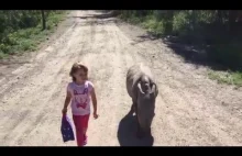 Dziewczynka spaceruje sobie z małym nosorożcem.
