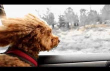 Pies w oknie samochodu,...