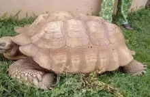 Alagba, być może najstarszy żółw na świecie, przeżyła podobno 344 lata