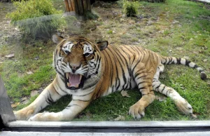 Tragedia we wrocławskim zoo. Tygrys zabił opiekuna