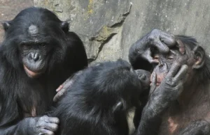 Najnowsze badania: małpy są mądrzejsze niż nam się wydaje.
