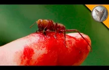 Mrówki, które dosłownie rozrywają skórę by cię zjeść!