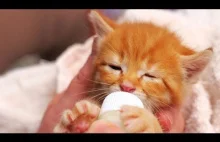 Kittens Drinking Milk All Day...