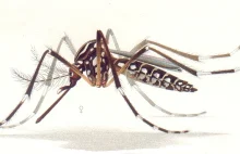 Komary GM mogą pomóc w walce z pandemią wirusa Zika