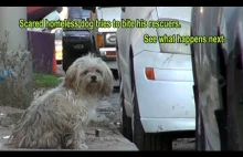 Piękna historia o tym jak dobrzy ludzie zajęli się bezdomnym psem.