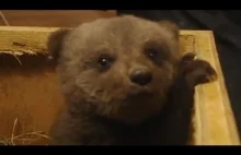 Borys - mały niedźwiadek