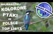Najbardziej kolorowe ptaki w Polsce