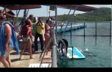 Delfin pomaga dziewczynie wyjść z wody.