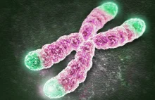 Nowa technika przywraca młodość komórkom wydłużając ich telomery (eng)